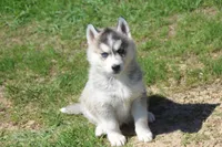 AKC KEVIN, a male Siberian Husky for sale in Monticello, WI – Photo 3 of 10