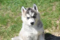 AKC KEVIN, a male Siberian Husky for sale in Monticello, WI – Photo 1 of 10