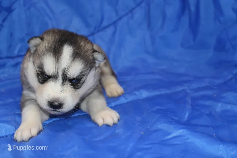 AKC KEVIN – Siberian Husky puppy for sale in Monticello, WI