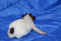 AKC ZEEK, a male Papillon for sale in Monticello, WI – 3 of 8