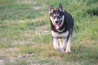 AKC REMI, a female Siberian Husky for sale in Monticello, WI – 3 of 10