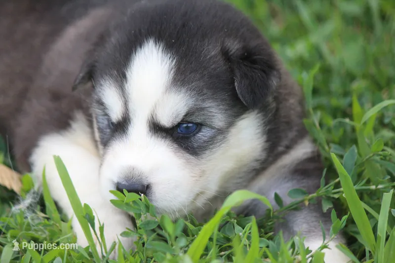 AKC STARK – Siberian Husky puppy for sale in Monticello, WI