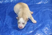 AKC AJ, a male Siberian Husky for sale in Monticello, WI – 4 of 7