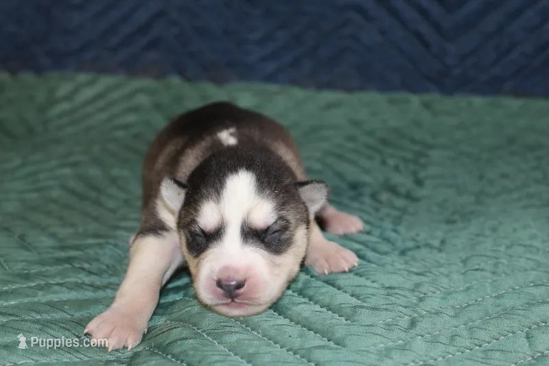 AKC SID – Siberian Husky puppy for sale in Monticello, WI