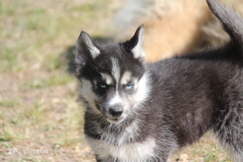 AKC KOKO – Siberian Husky puppy for sale in Monticello, WI
