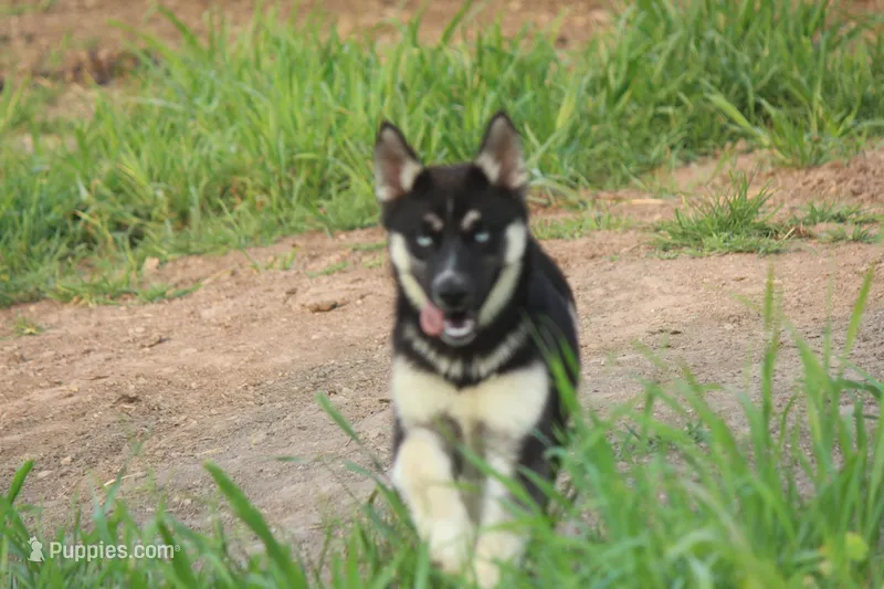 AKC RIVER – Siberian Husky puppy for sale in Monticello, WI