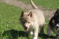 AKC VINO, a male Siberian Husky for sale in Monticello, WI – 3 of 8