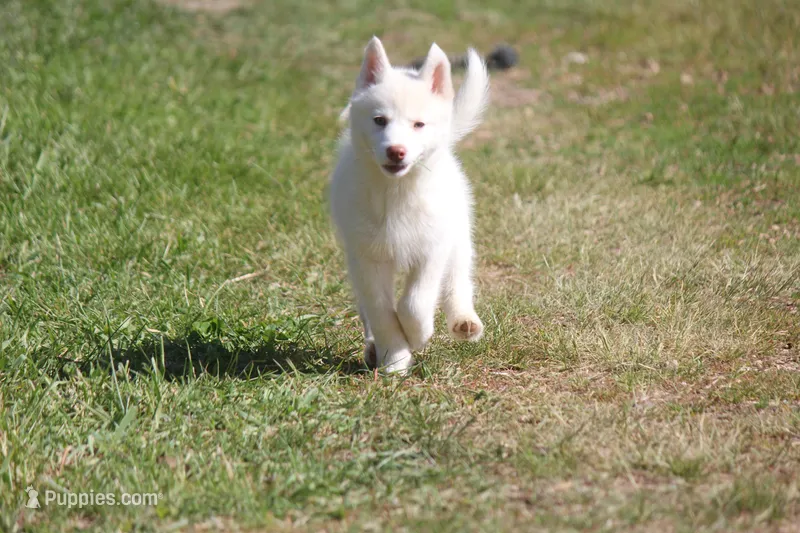 AKC RILEY – Siberian Husky puppy for sale in Monticello, WI