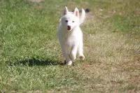 AKC RILEY, a female Siberian Husky for sale in Monticello, WI – 4 of 6