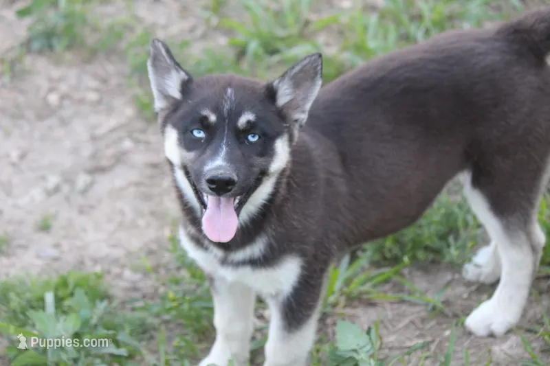 AKC RIVER – Siberian Husky puppy for sale in Monticello, WI
