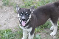 AKC RIVER, a female Siberian Husky for sale in Monticello, WI – 1 of 9