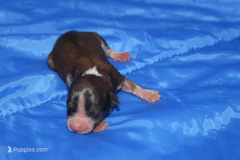 AKC REGGIE – Papillon puppy for sale in Monticello, WI