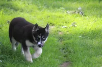 AKC REMI, a female Siberian Husky for sale in Monticello, WI – 5 of 10