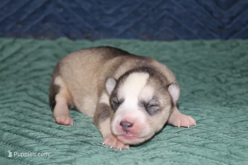 AKC SYLVIE – Siberian Husky puppy for sale in Monticello, WI