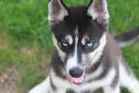 AKC REMI, a female Siberian Husky for sale in Monticello, WI – 2 of 10