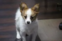 processed/4e60aaf6-3aa8-492a-a0ca-4eaaeaf616b6/listing/6d3fbfa5-9b90-4225-a7a9-a23cf2e4f67f/39e66753-7342-4dd7-a80c-7cb5e1b1fe2a