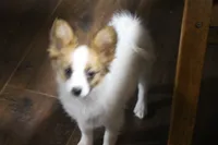 processed/4e60aaf6-3aa8-492a-a0ca-4eaaeaf616b6/listing/6d3fbfa5-9b90-4225-a7a9-a23cf2e4f67f/40d20b23-1eed-4f15-958b-1316b4e9f848