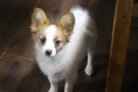 processed/4e60aaf6-3aa8-492a-a0ca-4eaaeaf616b6/listing/6d3fbfa5-9b90-4225-a7a9-a23cf2e4f67f/c66e3ba6-dfb9-43f5-818e-74d2375c5159