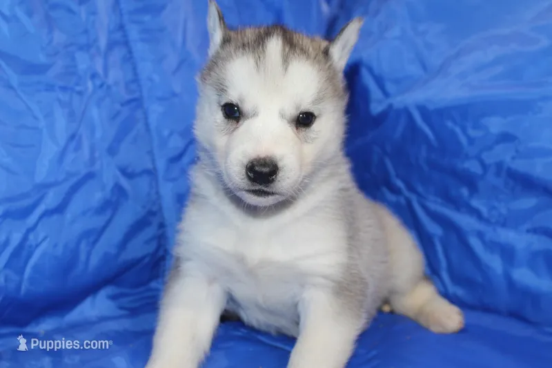 AKC DEE – Siberian Husky puppy for sale in Monticello, WI