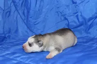 AKC DEE, a female Siberian Husky for sale in Monticello, WI – Photo 2 of 5