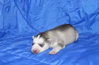 AKC DEE, a female Siberian Husky for sale in Monticello, WI – Photo 3 of 5