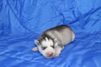 AKC DEE, a female Siberian Husky for sale in Monticello, WI – Photo 1 of 5