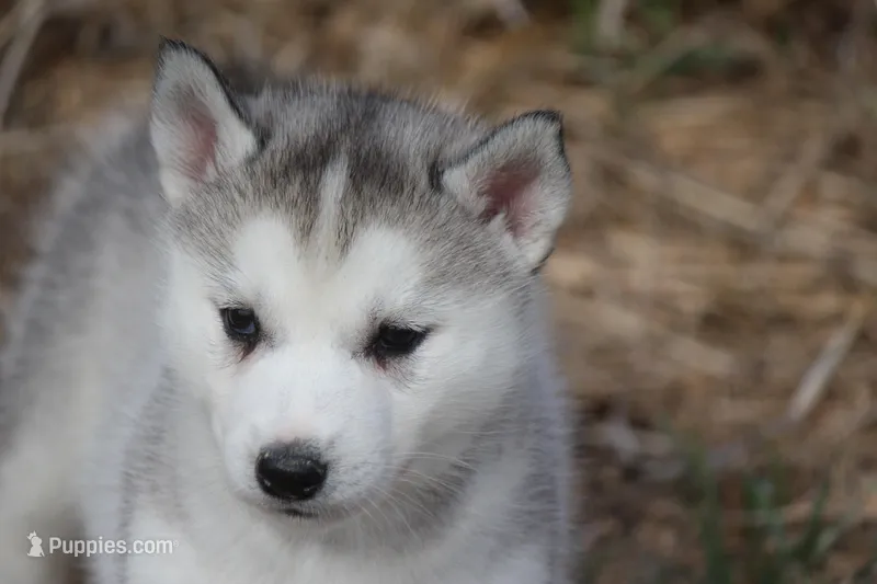 AKC DEE – Siberian Husky puppy for sale in Monticello, WI