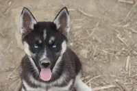 AKC RIVER, a female Siberian Husky for sale in Monticello, WI – 7 of 9