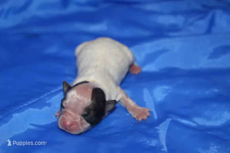 AKC ROLLO – Papillon puppy for sale in Monticello, WI