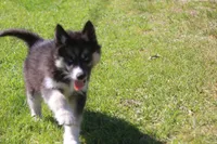AKC VINCE, a male Siberian Husky for sale in Monticello, WI – 2 of 10