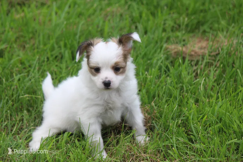 AKC NELLIE – Papillon puppy for sale in Monticello, WI