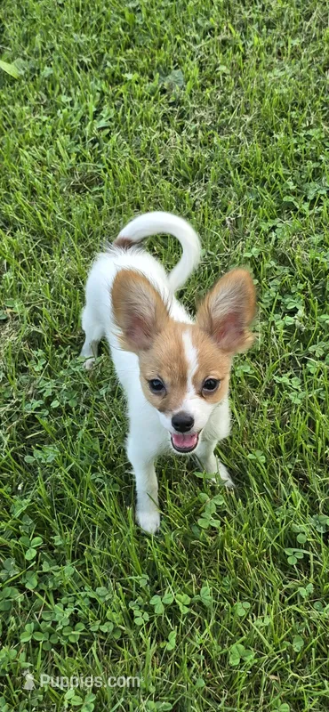 AKC ZEEK – Papillon puppy for sale in Monticello, WI