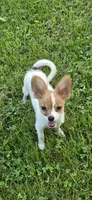 AKC ZEEK, a male Papillon for sale in Monticello, WI – 1 of 10