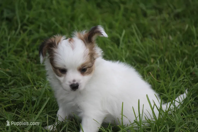 AKC NELLIE – Papillon puppy for sale in Monticello, WI