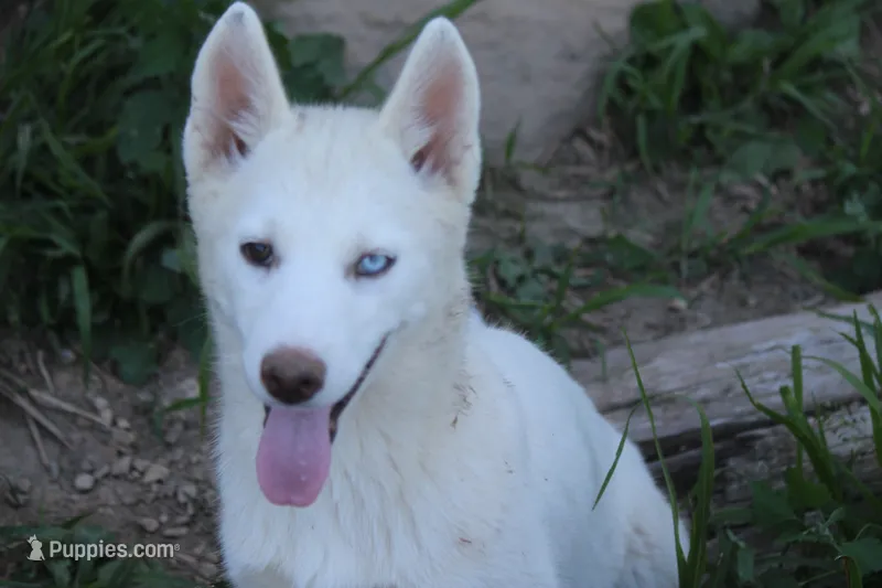 AKC RINA – Siberian Husky puppy for sale in Monticello, WI