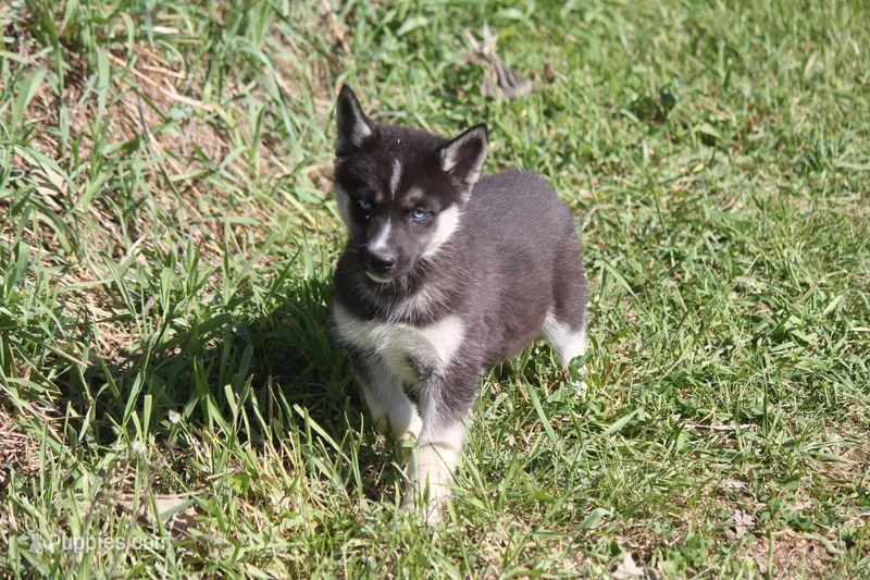 AKC RIVER – Siberian Husky puppy for sale in Monticello, WI