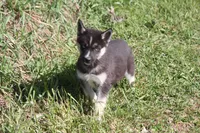 AKC RIVER, a female Siberian Husky for sale in Monticello, WI – 1 of 7