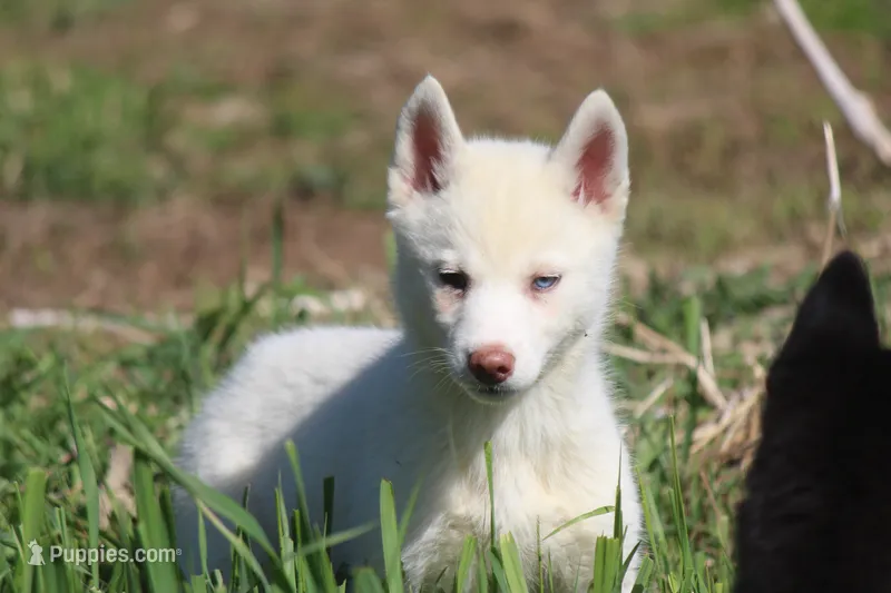 AKC RINA – Siberian Husky puppy for sale in Monticello, WI