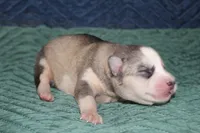 AKC SYLVIE, a female Siberian Husky for sale in Monticello, WI – 4 of 7