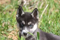 AKC VELDA, a female Siberian Husky for sale in Monticello, WI – 1 of 10
