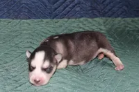 AKC SYLVESTER, a male Siberian Husky for sale in Monticello, WI – 3 of 6
