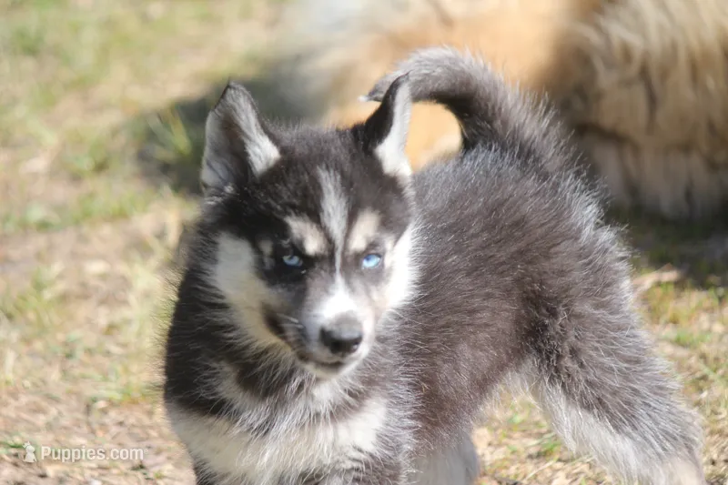 AKC KOKO – Siberian Husky puppy for sale in Monticello, WI