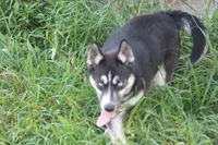 AKC REMI, a female Siberian Husky for sale in Monticello, WI – 2 of 10