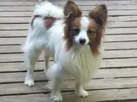 AKC NELLIE, a female Papillon for sale in Monticello, WI – 7 of 8