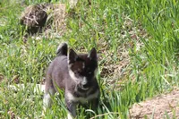 AKC RIVER, a female Siberian Husky for sale in Monticello, WI – 3 of 7