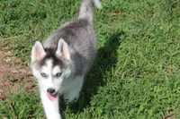 AKC SYLVESTER, a male Siberian Husky for sale in Monticello, WI – 4 of 10
