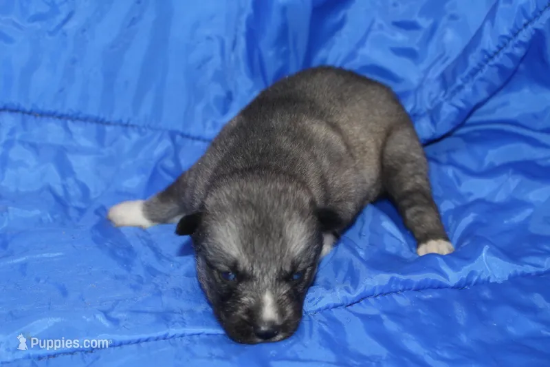 AKC VINO – Siberian Husky puppy for sale in Monticello, WI