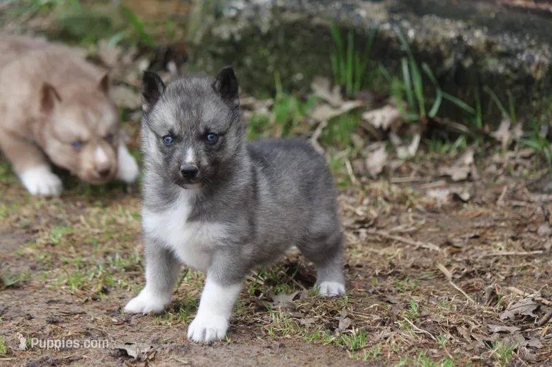 AKC VITA – Siberian Husky puppy for sale in Monticello, WI