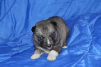 AKC VITA, a female Siberian Husky for sale in Monticello, WI – Photo 2 of 10