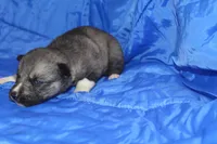 AKC VINO, a male Siberian Husky for sale in Monticello, WI – Photo 3 of 7